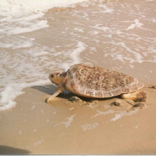 Η παραλία Ερεσού και οι θαλάσσιες χελώνες.