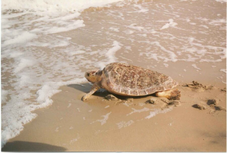 Η παραλία Ερεσού και οι θαλάσσιες χελώνες.