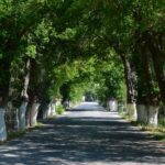 Οι μουριές της Ερεσού