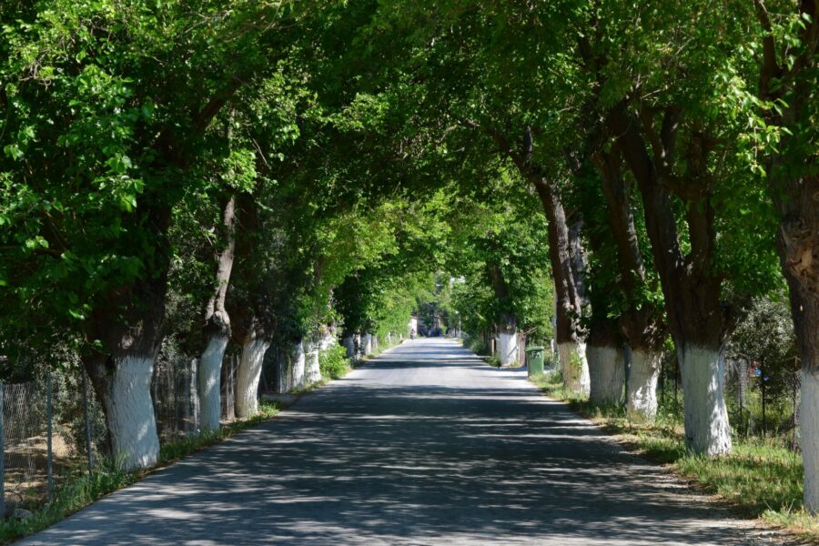 “Οι μουριές της Ερεσού”. Η θέση και η πρόταση του συλλόγου μας.